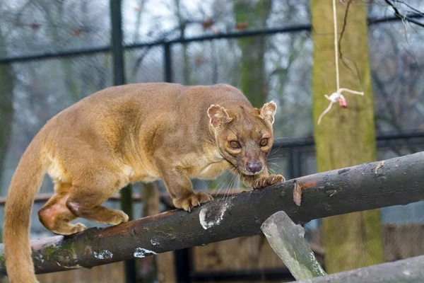 Fossa op boom — Stockfoto