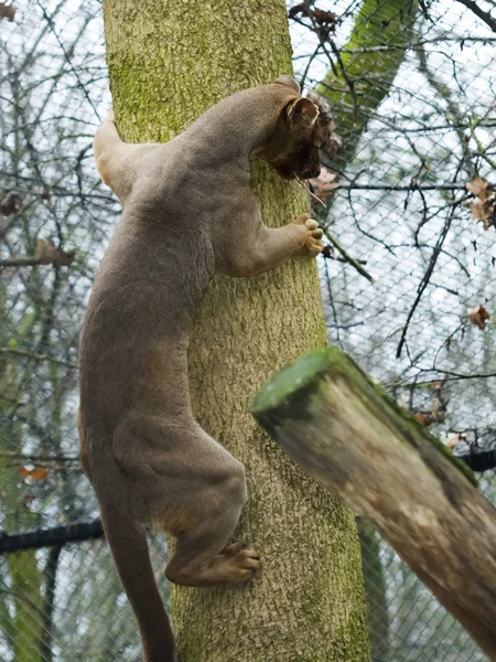 Fossa op boom — Stockfoto