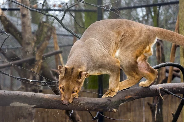 Fossa sur l'arbre — Photo