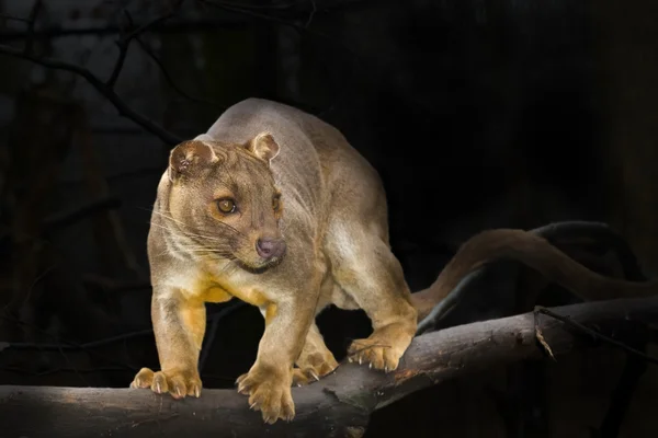 Fossa op boom — Stockfoto