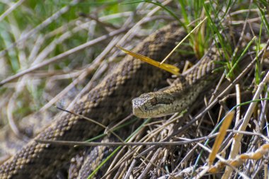 Macar çayır engerek