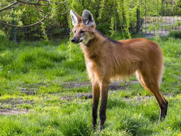 Maned varg står — Stockfoto