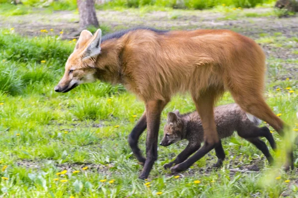 Filhote de cachorro lobo guará — Fotografia de Stock