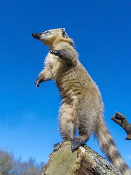 Zuid-Amerikaanse coati — Stockfoto