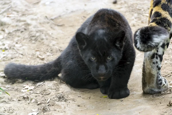 Black jaguar cub — Stock Photo, Image