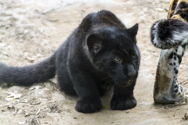 Černý jaguár mládě — Stock fotografie