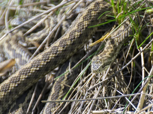 匈牙利草甸毒蛇 — 图库照片