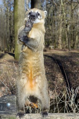 Güney Amerika coati
