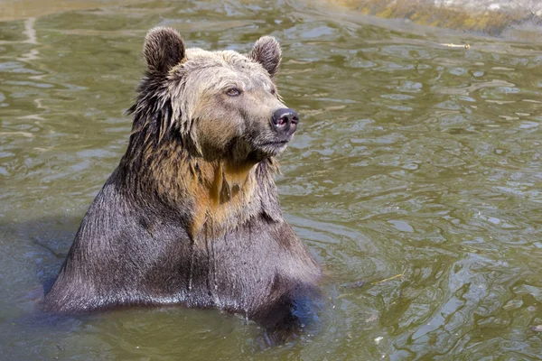 Bruine beer bad — Stockfoto