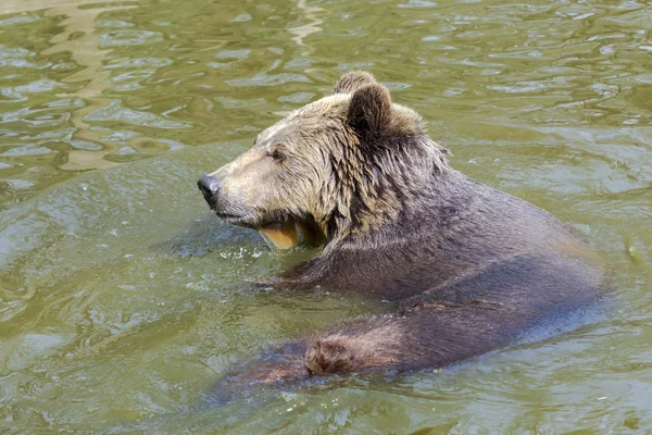 Brown bear bath — Stock Photo, Image