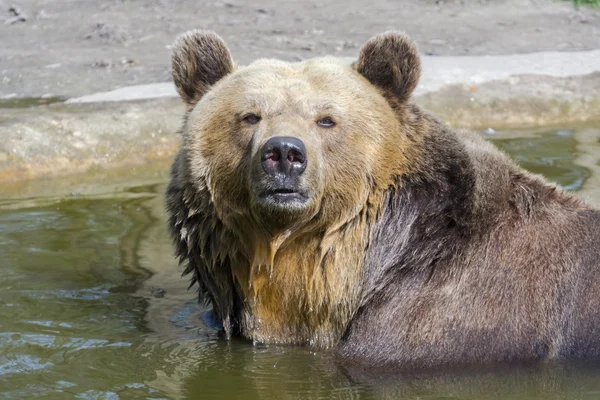 Bruine beer bad — Stockfoto