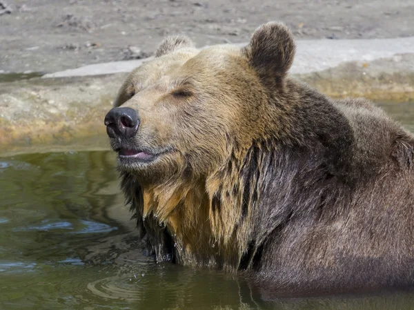 Brown bear bath — Stock Photo, Image
