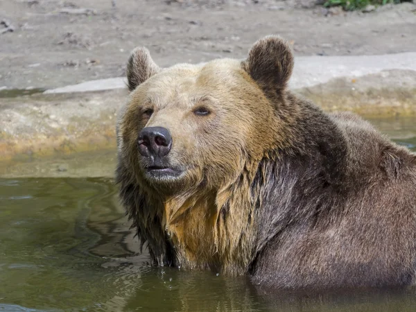 Barna medve fürdő — Stock Fotó