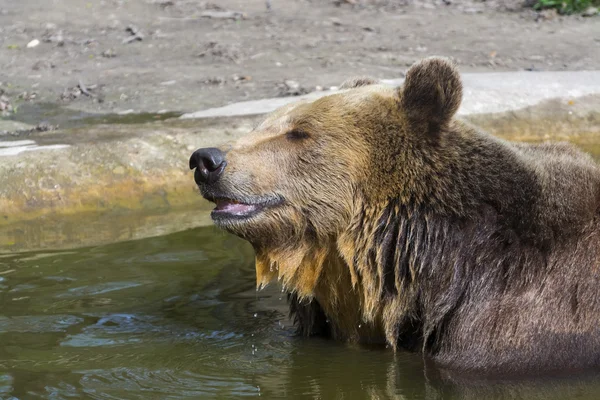 Bruine beer bad — Stockfoto