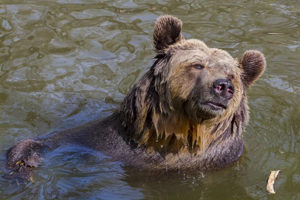 Bruine beer bad — Stockfoto