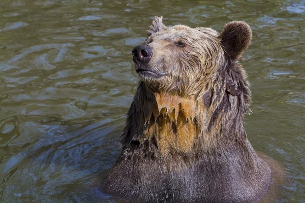 Bruine beer bad — Stockfoto