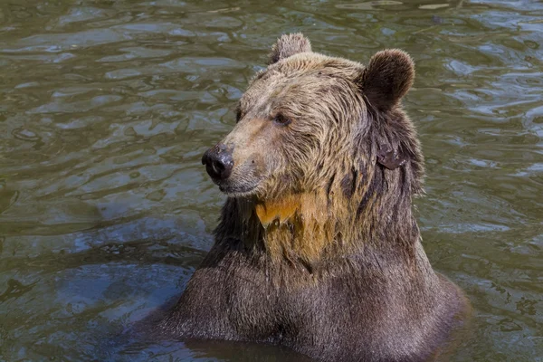 Banho de urso marrom — Fotografia de Stock