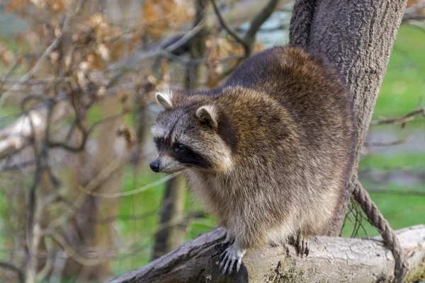 Raccoon on a tree — Stock Photo, Image