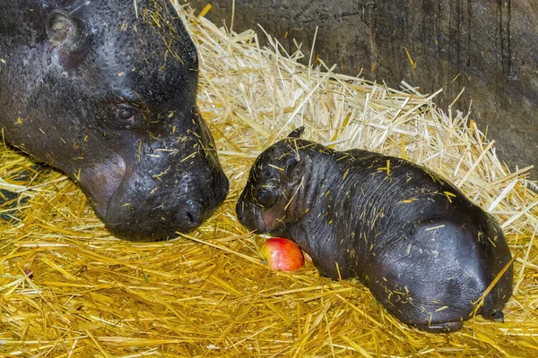 Um dia de idade pigmeu hipopótamo bebê — Fotografia de Stock