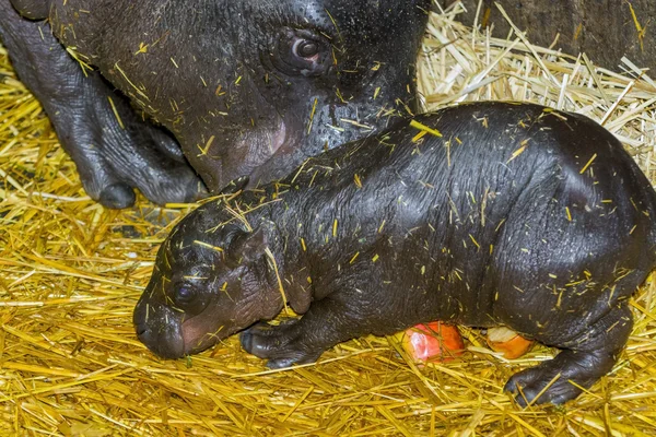 Um dia de idade pigmeu hipopótamo bebê — Fotografia de Stock