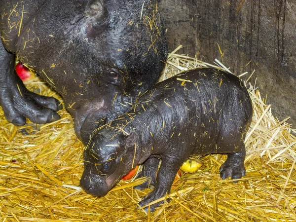 Um dia de idade pigmeu hipopótamo bebê — Fotografia de Stock