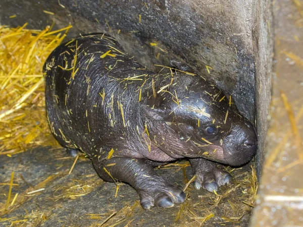 Een dag oud pygmy hippo baby — Stockfoto