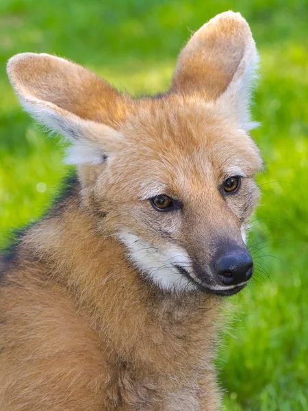 Retrato de um lobo guará — Fotografia de Stock