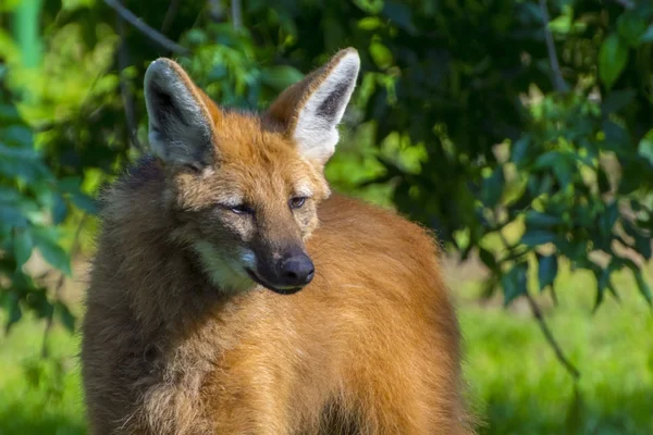 Manenwolf in het groen — Stockfoto