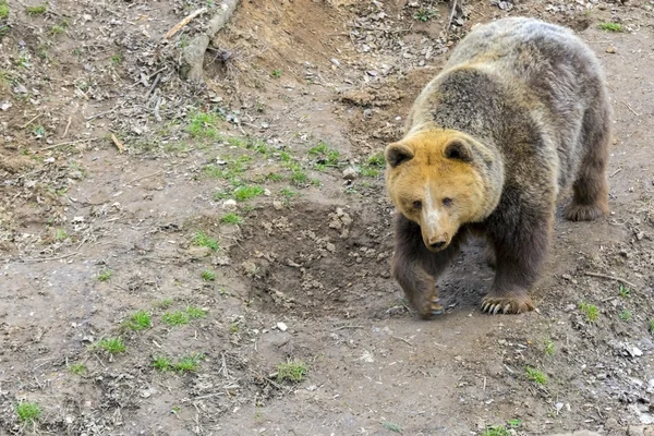 Bear walking down — Stock Photo, Image