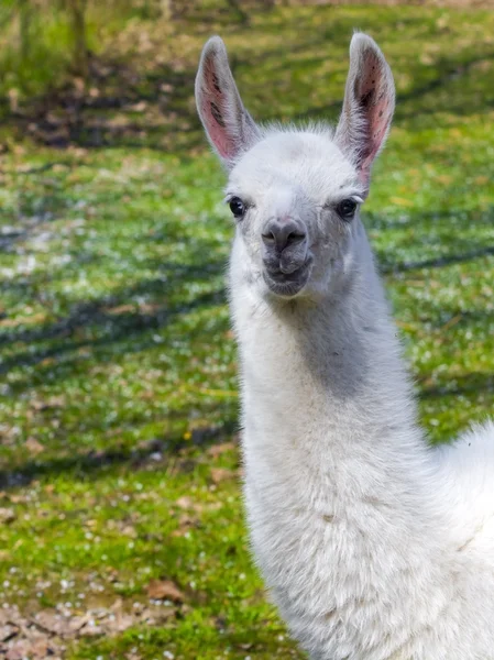 White llama cria — Stock Photo, Image