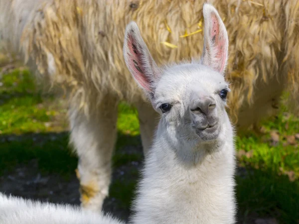 Cria bílá Lama — Stock fotografie