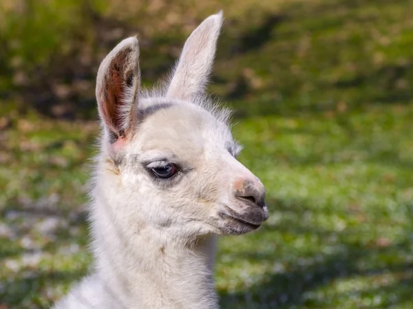 Cria bílá Lama — Stock fotografie