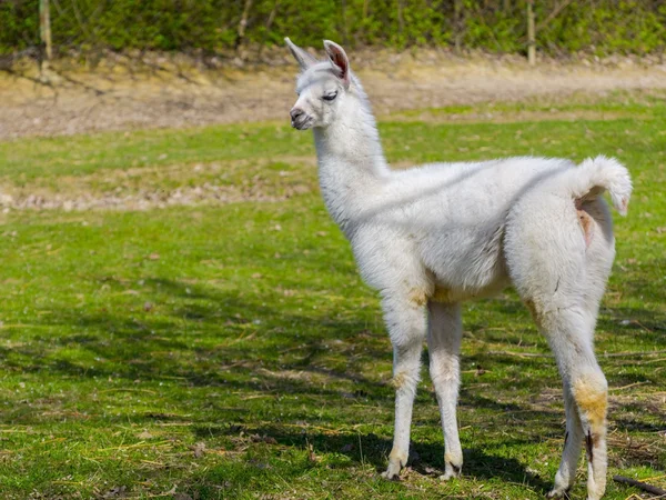 White llama cria — Stock Photo, Image