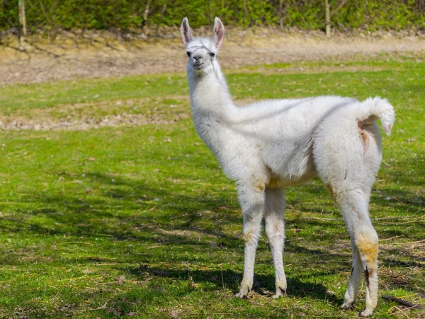 White llama cria — Stock Photo, Image