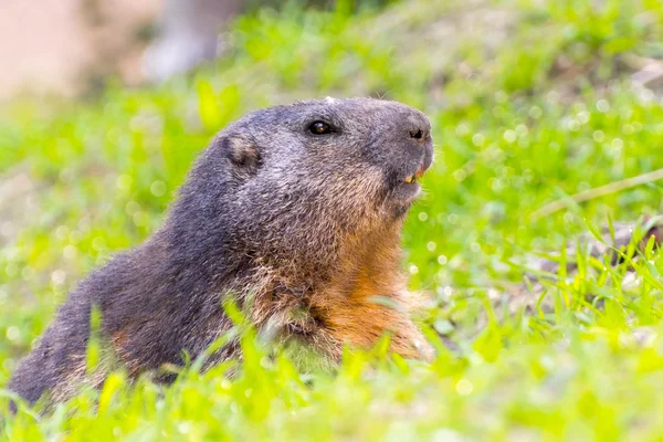 Garde des marmottes alpines — Photo