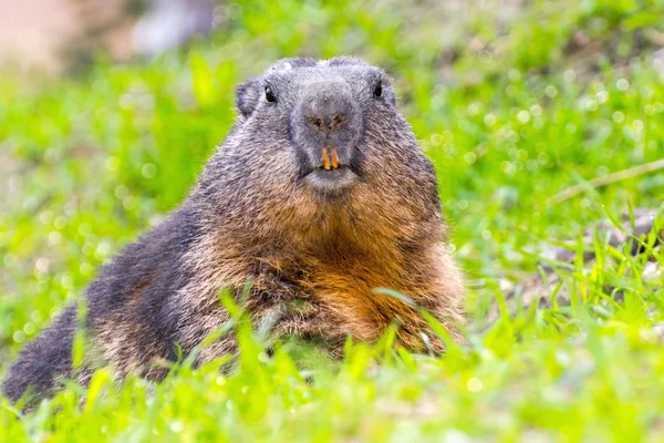 Guarda-Marmota Alpina — Fotografia de Stock