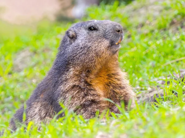 Garde des marmottes alpines — Photo