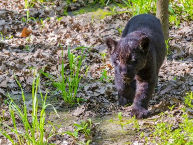 Siyah Jaguar yavrusu