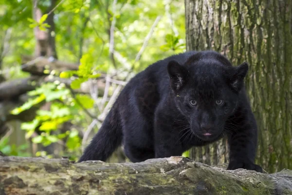 Czarny Jaguar Cub — Zdjęcie stockowe