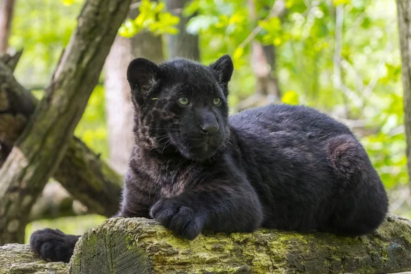 Filhote de jaguar preto — Fotografia de Stock