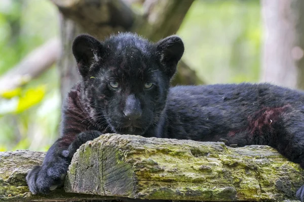 Filhote de jaguar preto — Fotografia de Stock