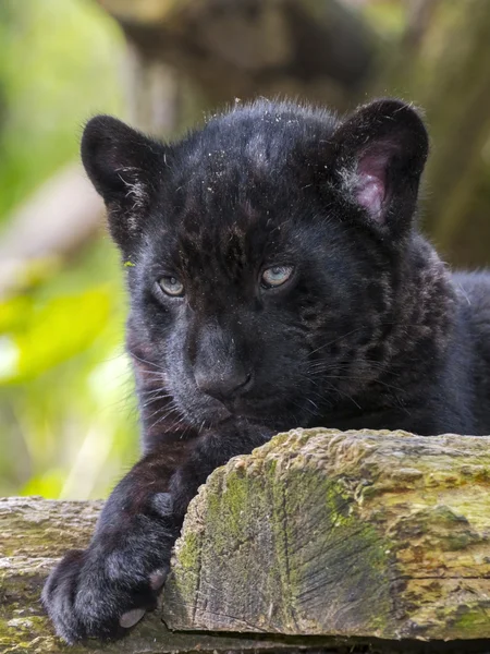 Black Jaguar Cub — Stock Photo, Image