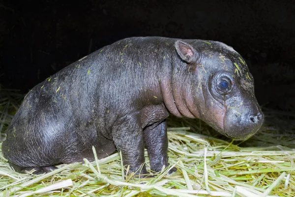 Bebé pigmeo hipopótamo —  Fotos de Stock