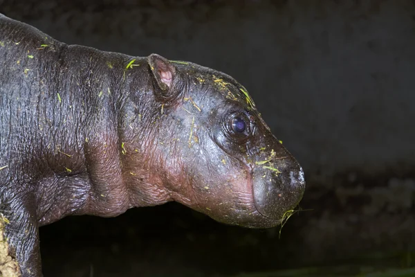 Bebé pigmeo hipopótamo — Foto de Stock