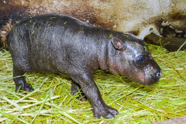 Pygmy hippo baby — Stockfoto
