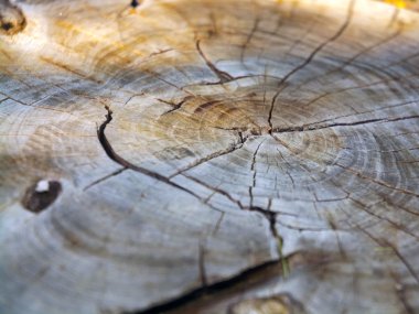 Ağaç günlüğü kesme