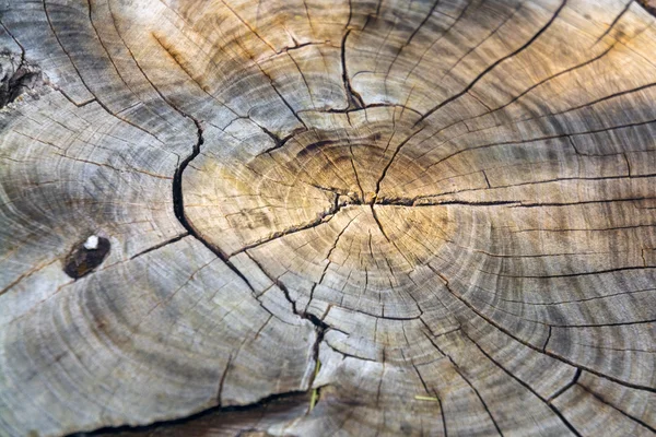 Tree Log Cut — Stock Photo, Image