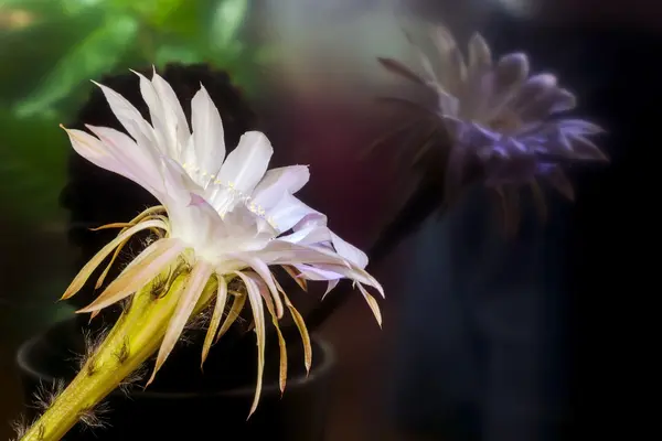 Specchio fiore di cactus in fiore — Foto Stock