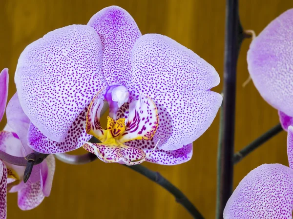 Rosa Orchideenblüten — Stockfoto