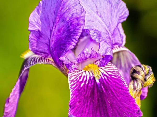 Flor de iris púrpura —  Fotos de Stock